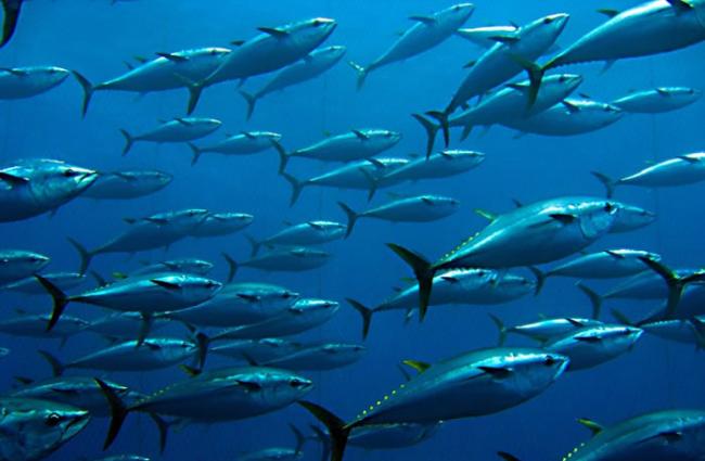 人类过量食用蓝鳍吞拿鱼。