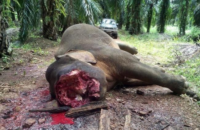 马来西亚北部佳瓦森林保护区侏儒象脸部遭挖除