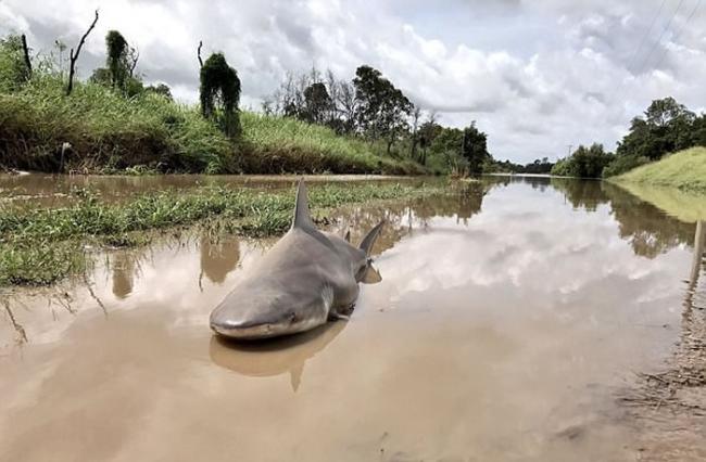 澳洲昆士兰北部遭强烈飓风黛比侵袭 道路上竟出现一条公牛鲨尸体