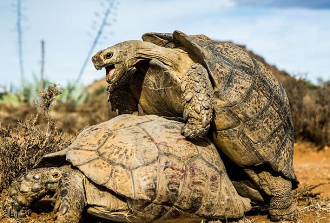 英国生态摄影师在南非拍摄到一对豹纹陆龟交配的珍贵画面