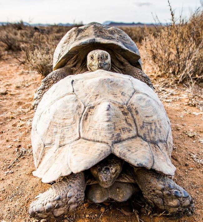 英国生态摄影师在南非拍摄到一对豹纹陆龟交配的珍贵画面