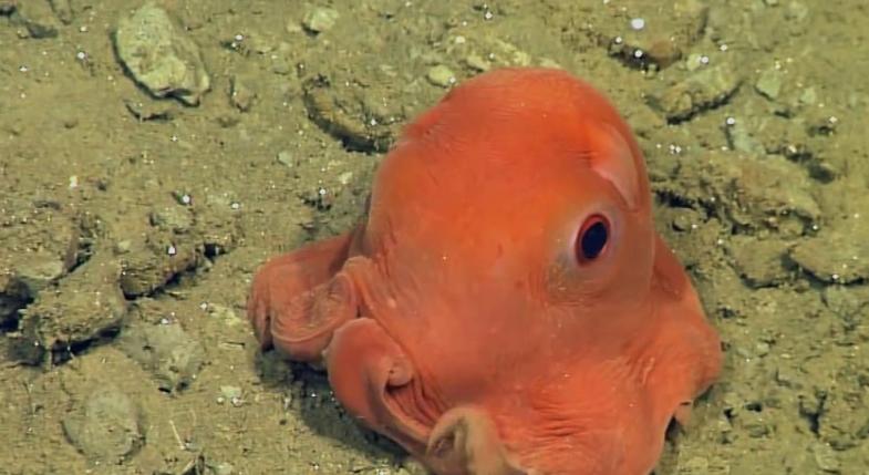世界上最可爱的小章鱼 科学家建议就叫“萌萌哒章鱼”