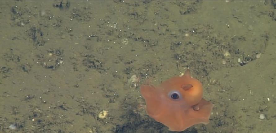 世界上最可爱的小章鱼 科学家建议就叫“萌萌哒章鱼”