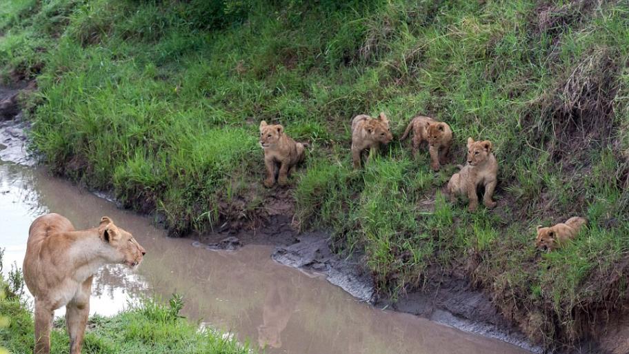 5只小狮子在母亲谆谆善诱之下克服挑战