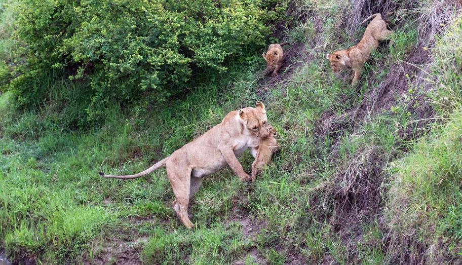 5只小狮子在母亲谆谆善诱之下克服挑战