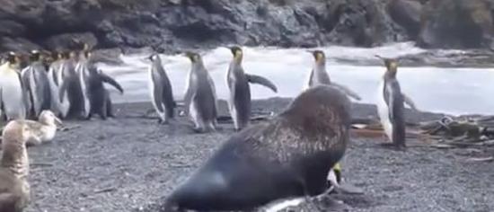 海狗性侵企鹅，还有不少企鹅围观。