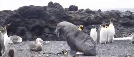 南极海狗性侵企鹅
