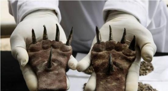 秘鲁月亮神殿古墓中发现一对有约1500年历史的铜制猫爪