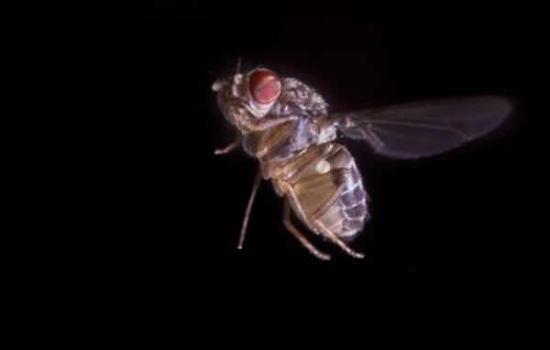 飞行果蝇（Drosophila hydei）