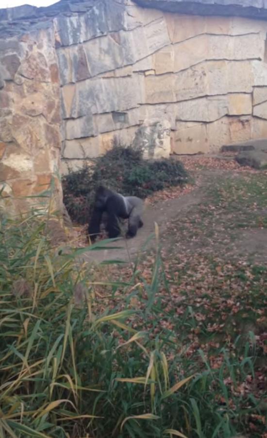 德国柏林动物园大猩猩对围栏外丢石头吓坏参观民众