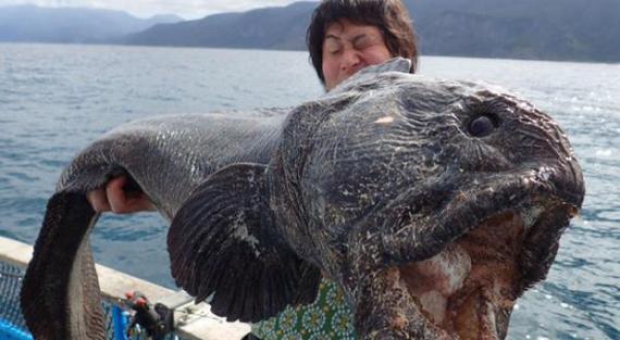 日本北海道捕获狰狞大嘴海怪――白令狼鱼