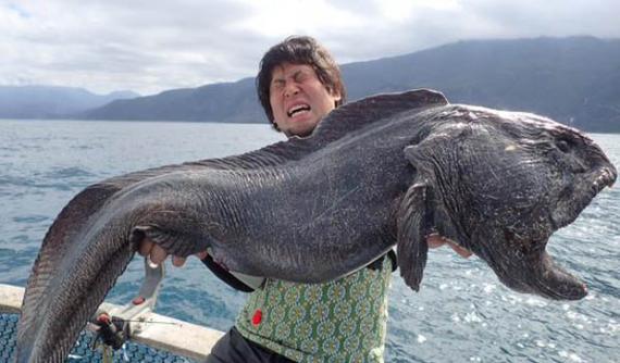 日本北海道捕获狰狞大嘴海怪――白令狼鱼