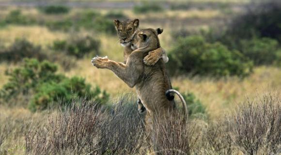 肯尼亚桑布鲁国家公园狮子跳华尔滋