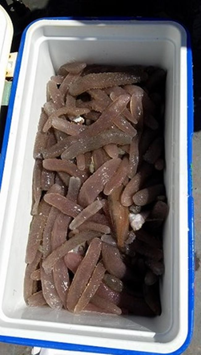 美国科学家试图解开西北海岸奇怪的“果冻”“鳞海鞘”数量爆炸之谜