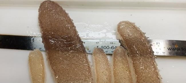 美国科学家试图解开西北海岸奇怪的“果冻”“鳞海鞘”数量爆炸之谜