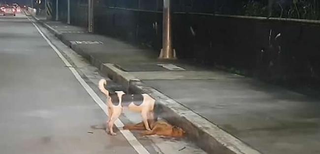 菲律宾奎松市流浪狗被车撞死 同伴在旁不停呼唤不愿离去