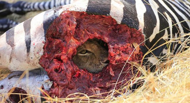 坦桑尼亚赛伦盖蒂平原狮子藏匿于斑马尸体