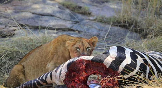 坦桑尼亚赛伦盖蒂平原狮子藏匿于斑马尸体