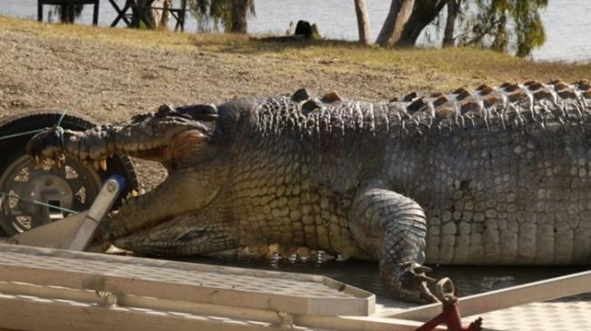 澳洲昆士兰百岁鳄鱼遭射杀 族群或爆“权力”斗争