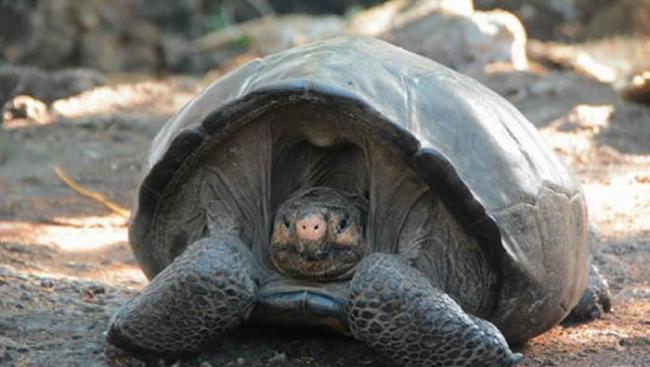 厄瓜多尔加拉帕戈斯群岛发现疑似一百多年前“灭绝”的象龟