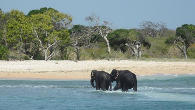 大象获救后安全上岸。