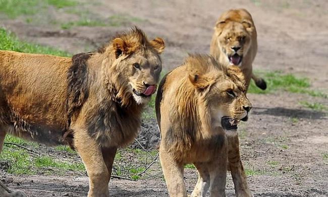 南非西布亚野生动物保育区盗猎犀牛的人遭狮子攻击分尸