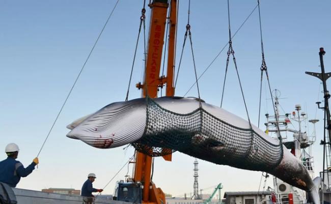 日本多年来大量猎杀鲸类，引起国际关注。