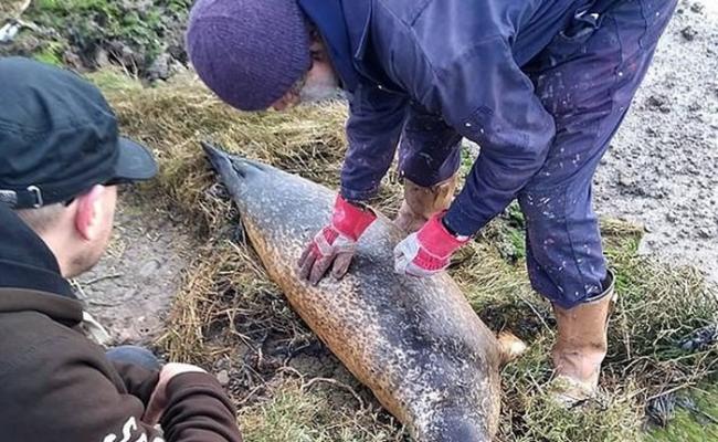 英国埃塞克斯郡两只怀孕3个月的海狮遭人射杀 动物组织悬红寻凶徒
