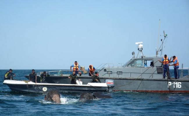 团队派出潜水员和船队营救大象。