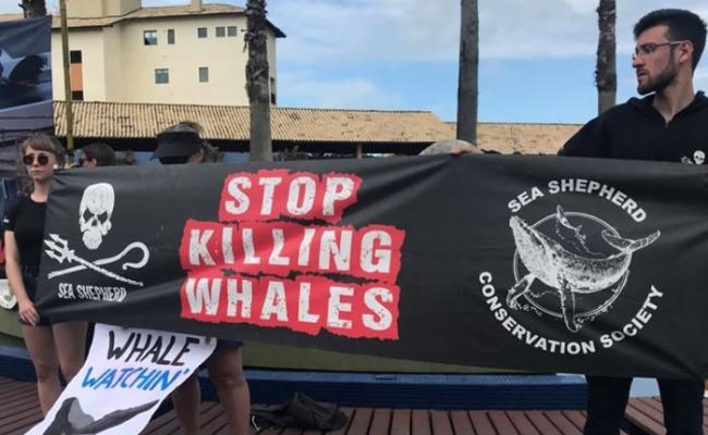 环保人士在国际捕鲸委员会年会举行期间，发起抗议行动。