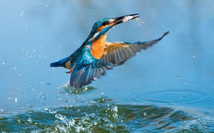 克罗地亚业余摄影师历时两年成功捕捉到翠鸟捕鱼的唯美画面