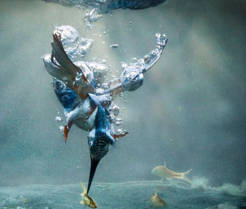 克罗地亚业余摄影师历时两年成功捕捉到翠鸟捕鱼的唯美画面