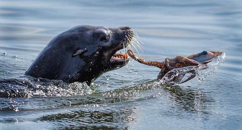 由于章鱼极力挣扎，海豹想要吃掉它很困难。