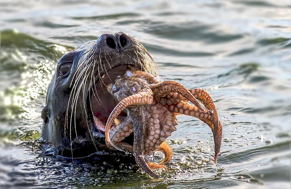 海豹试图吞吃章鱼的情景引发骚动。