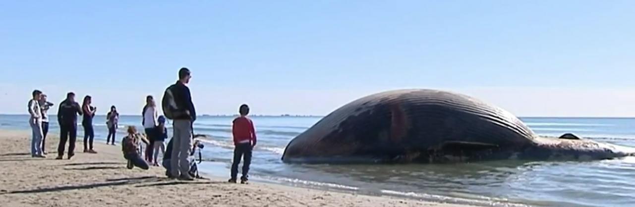 不少民众及游客因好奇前往“观鲸”。
