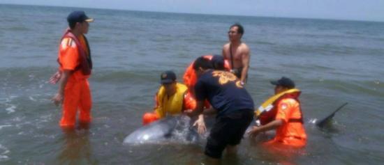 小抹香鲸疑受困在新北市林口海边，海巡与消防员试图推鲸鱼出海。