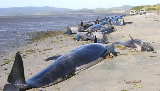 新西兰送别角频繁发生鲸鱼搁浅事件