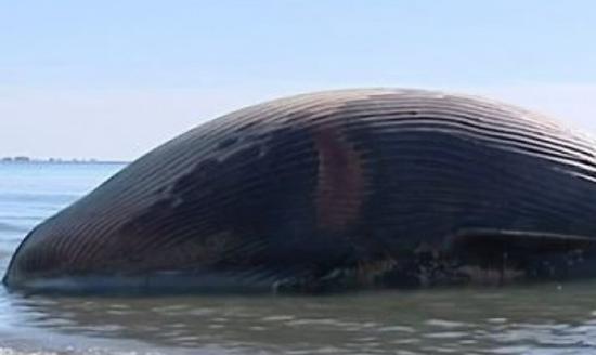 搁浅的鲸鱼随时有爆炸可能。