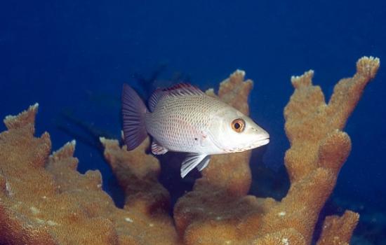 生活在美国佛罗里达州一种珊瑚礁鱼类――灰笛鲷幼鱼能够发出声音