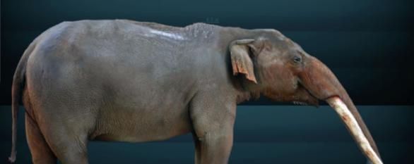 墨西哥1.3万年前遗址发现捕猎嵌齿象的证据