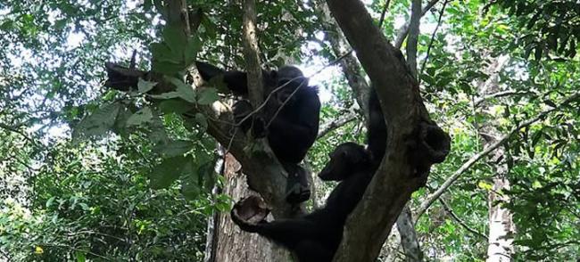加蓬卢安果国家公园野生黑猩猩懂得砸碎龟壳吃里面的龟肉