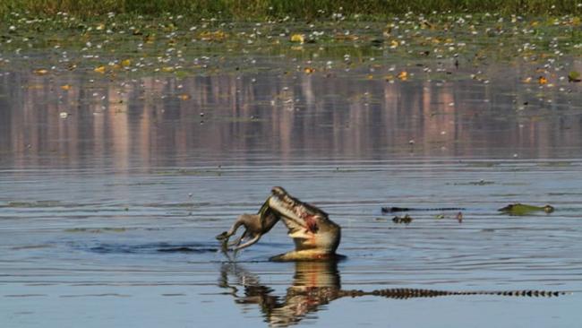 澳洲沼泽4公尺大鳄鱼30秒把袋鼠吞下肚