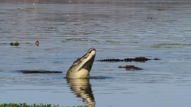 澳洲沼泽4公尺大鳄鱼30秒把袋鼠吞下肚