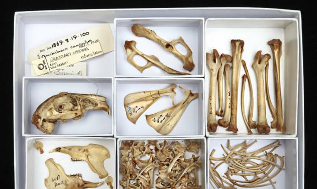 在查尔斯・达尔文的藏品中, 曾经有一只兔子的骨骼, 科学家们从中提取了dna样本。Credit: Trustees of the Natural History