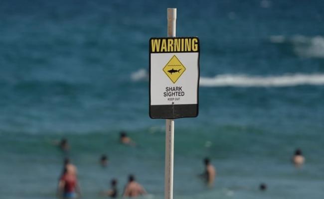 有海滩放置鲨鱼出没警示。