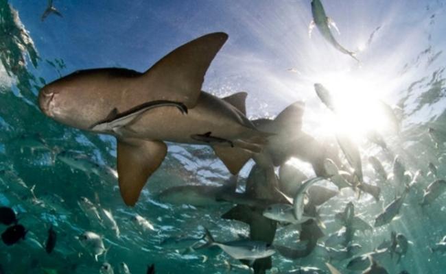 澳洲常有鲨鱼咬人事件。