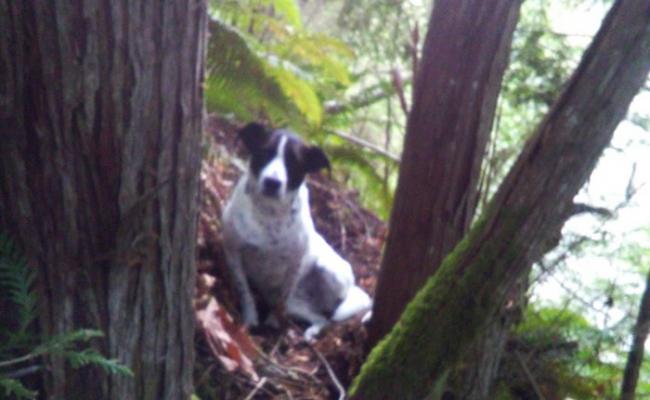 美国华盛顿州皮尔斯县男子攀山后失踪 忠犬不离不弃吠声助警搜救