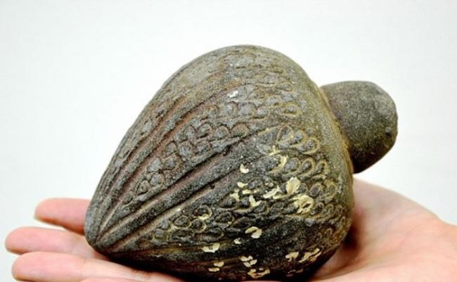 被打捞出来的手榴弹以重粘土制作，外型如一颗橡果。