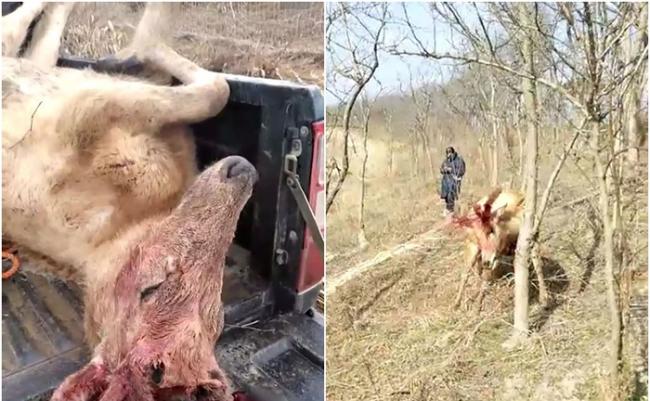 一只麋鹿（左图）满头是血，躺在农夫车上；另一只麋鹿（右图）的角似被东西缠住，却挣脱不果。