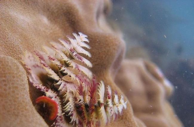 这些彩色的冠鳃其实是高度进化的口前叶触须，每一个螺旋都由像羽毛的辐棘所组成，辐棘上有很多纤毛，可以困着及运送猎物至口部。